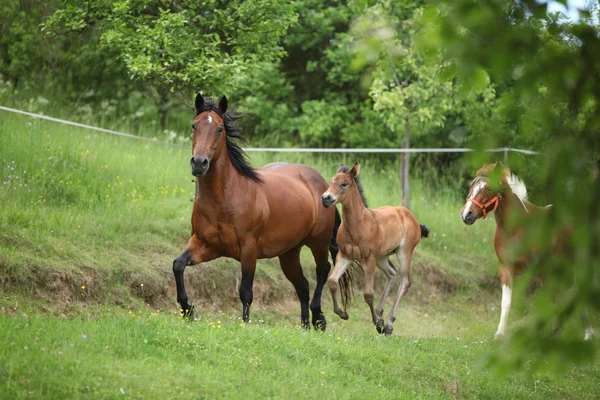 Lovely couple - mare with its foal - running together — Stock Photo, Image