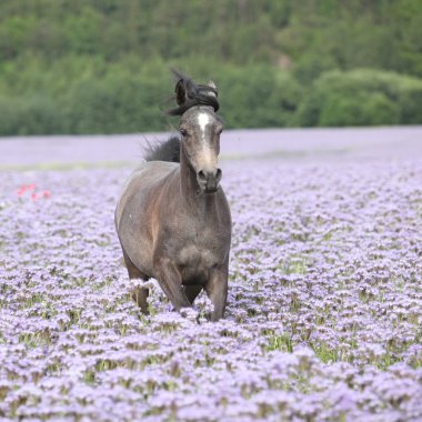 fiddleneck alanda çalışan güzel Arap atı