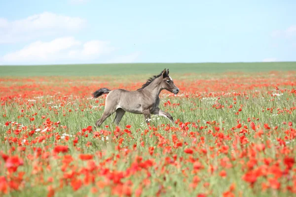 Amazing arabian foal running in red poppy field — Stock Photo, Image