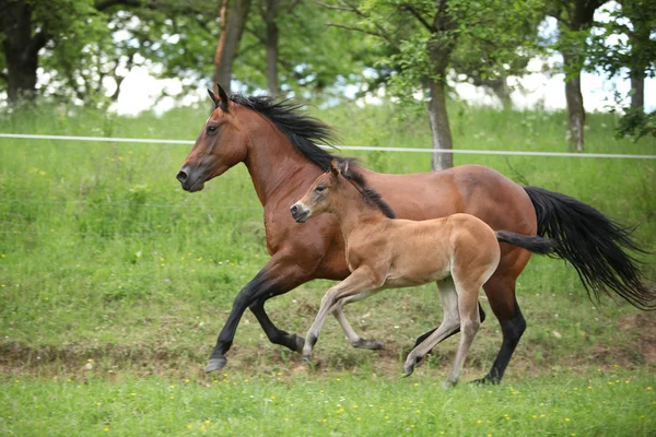 Lovely couple - mare with its foal - running together — Stock Photo, Image