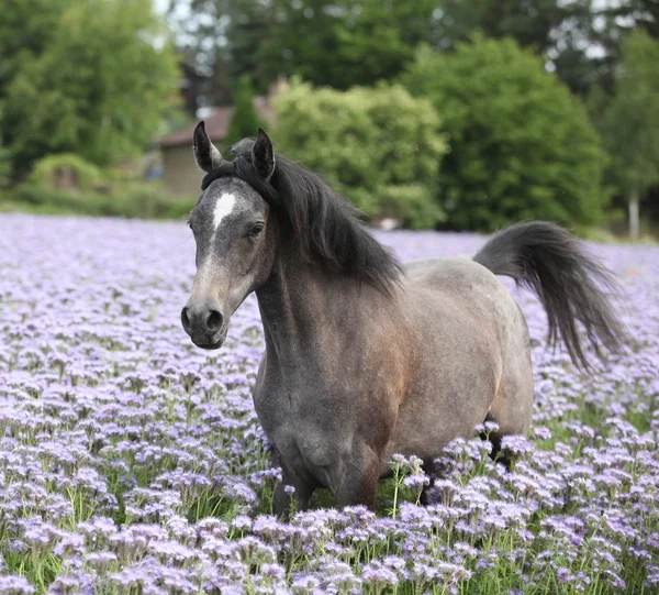 Mooie Arabische paard uitgevoerd in Amsinckia veld — Stockfoto