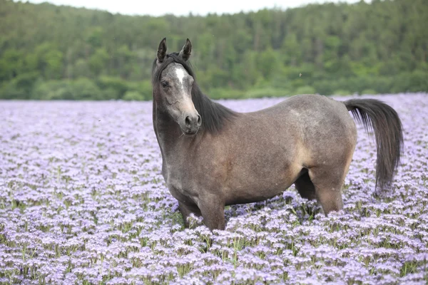 Nice арабський кінь стоїть у fiddleneck галузі — стокове фото