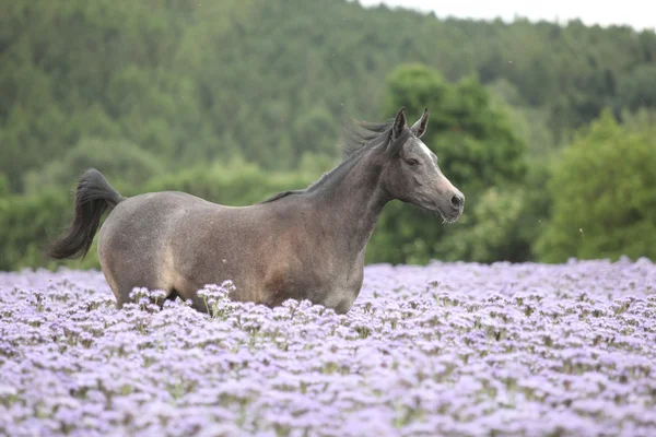Nice арабський кінь працює в fiddleneck галузі — стокове фото