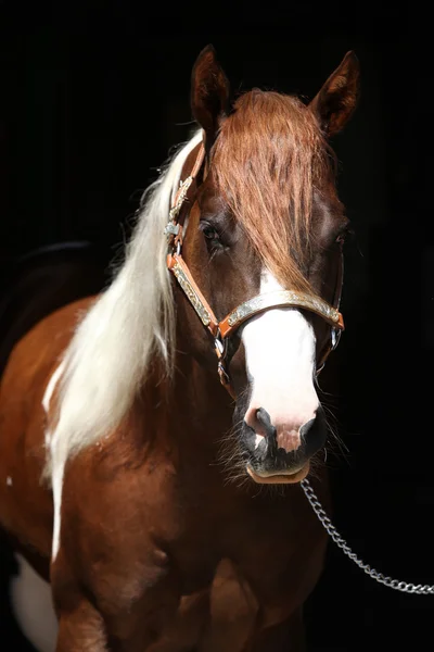 Retrato de hermoso caballo de pintura semental — Foto de Stock