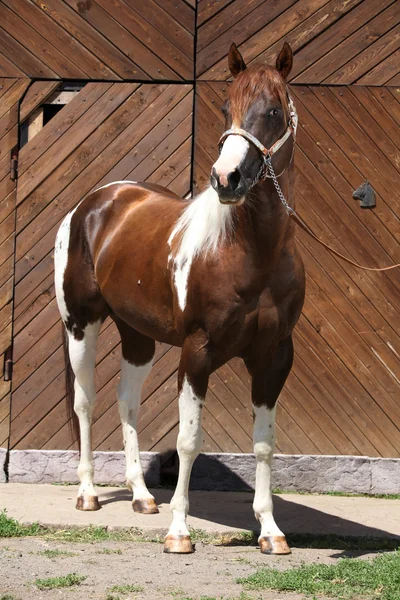 Portrait of beautiful paint horse stallion — Stock Photo, Image