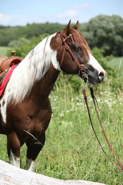 Güzel boya atı aygır Portait — Stok fotoğraf