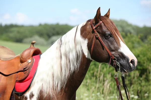 Portait of beautiful paint horse stallion — Stock Photo, Image