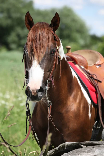 Portait of beautiful paint horse stallion — Stock Photo, Image