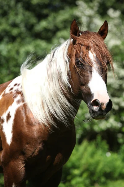 Portrait of beautiful paint horse stallion — Stock Photo, Image