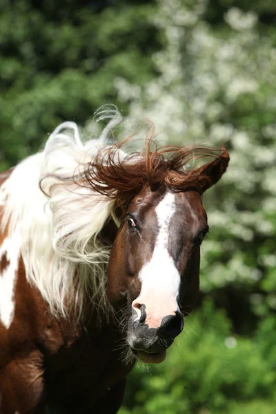 Beautiful paint horse stallion shaking with his head — Stock Photo, Image