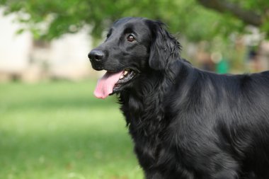Düz şaşırtıcı retriever bahçede kaplı
