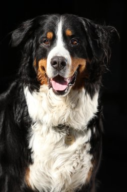 Güzel bernesse dağ köpek siyah arka plan üzerine