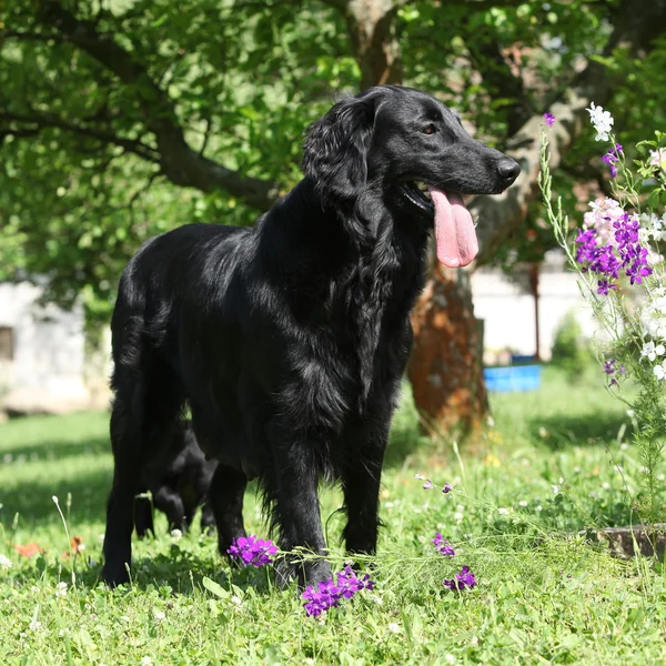 Amazing Flat coated retriever in the garden — Stock Photo, Image