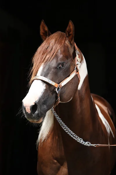 Portrait of beautiful paint horse stallion — Stock Photo, Image