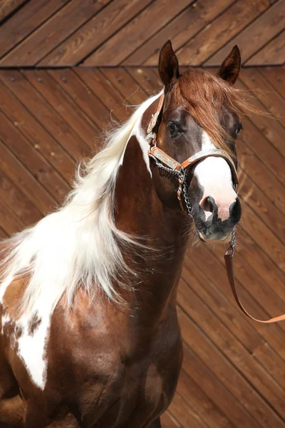 Portrait of beautiful paint horse stallion — Stock Photo, Image