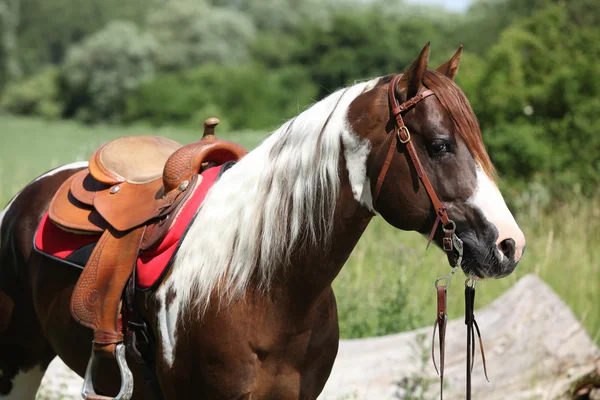 美しいペンキの馬の種牡馬の肖像画 — ストック写真