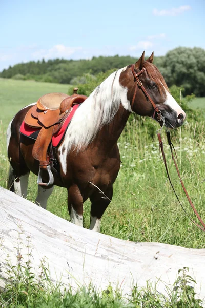 Portrait of beautiful paint horse stallion — Stock Photo, Image