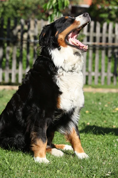 Pěkný bernesse salašnický pes na zahradě — Stock fotografie