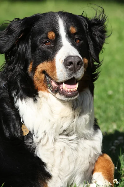 Schöner Bernesse Sennenhund im Garten — Stockfoto