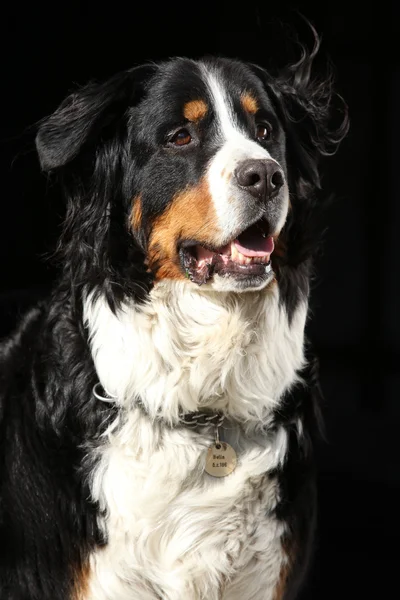 Pěkný bernesse salašnický pes na černém pozadí — Stock fotografie