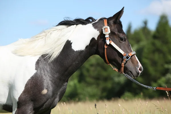 Портрет красивого коня летом — стоковое фото