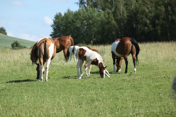 Lote de cavalos de pintura em pastagem — Fotografia de Stock