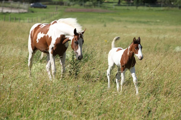 Young paint horse with little foal moving together — Stock Photo, Image