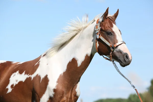 Retrato de bonito caballo de pintura en verano —  Fotos de Stock
