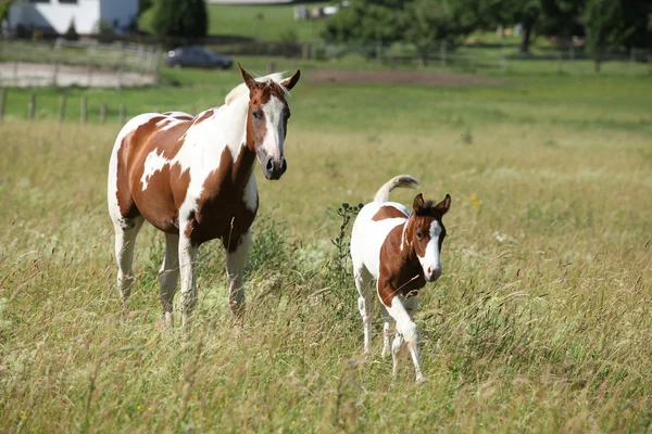 Young paint horse with little foal moving together — Stock Photo, Image