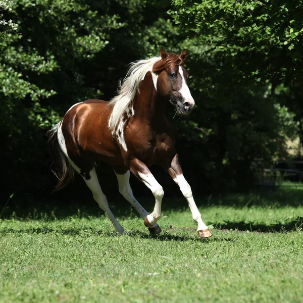 Amazing paint horse stallion running — Stock Photo, Image