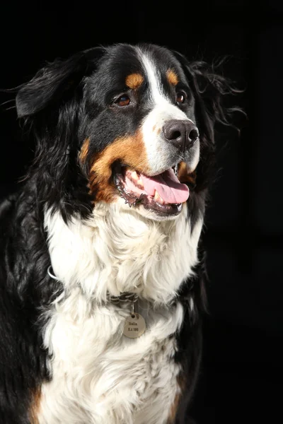 Bonito perro de montaña bernesse sobre fondo negro —  Fotos de Stock