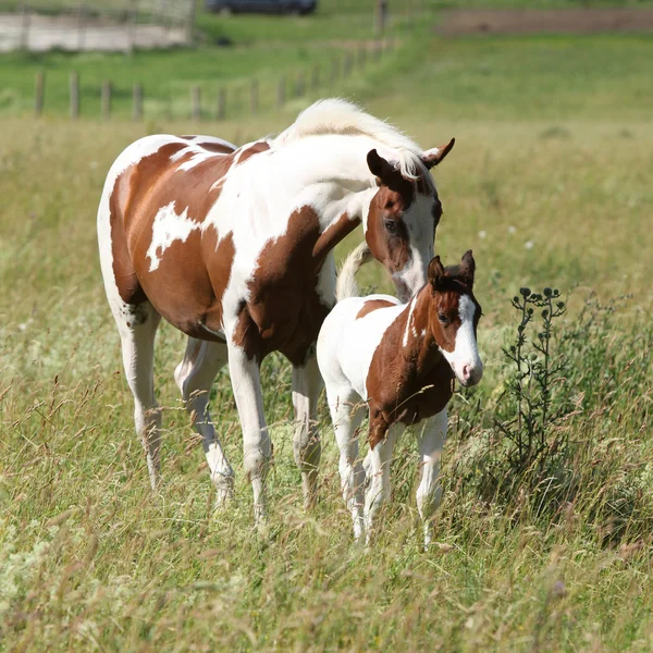 Young paint horse with little foal moving together — Stock Photo, Image