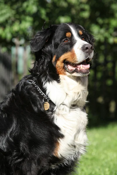 Schöner Bernesse Sennenhund im Garten — Stockfoto