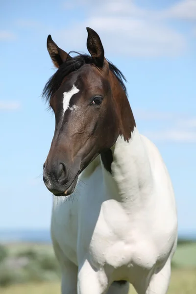 Retrato de bonito caballo de pintura en verano —  Fotos de Stock