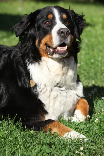 Schöner Bernesse Sennenhund im Garten — Stockfoto