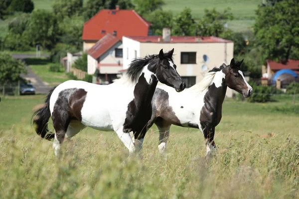 2 頭の馬を実行 — ストック写真