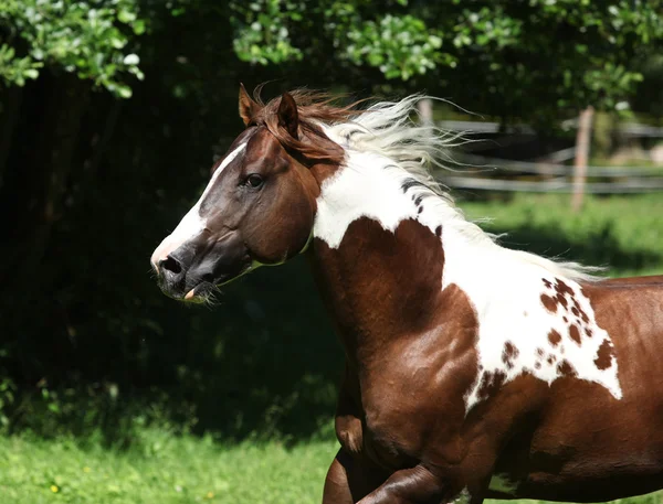 Úžasné barvy kůň hřebec běží — Stock fotografie