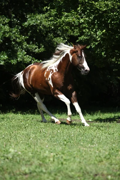 Fantastiska paint häst hingst kör — Stockfoto