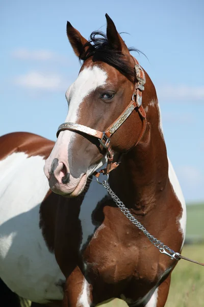 Portrait de beau cheval de peinture en été — Photo