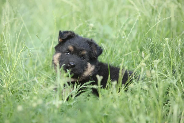 Beautiful puppy of bohemian shepherd — Stock Photo, Image