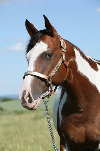 Retrato de cavalo de pintura agradável no verão — Fotografia de Stock