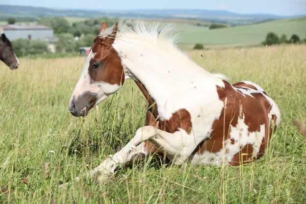 Portrait of nice paint horse in summer — Stock Photo, Image