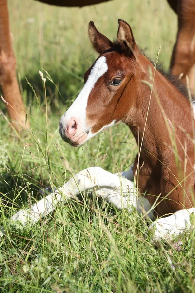 Amazing foal looking at you on pasturage — Stock Photo, Image