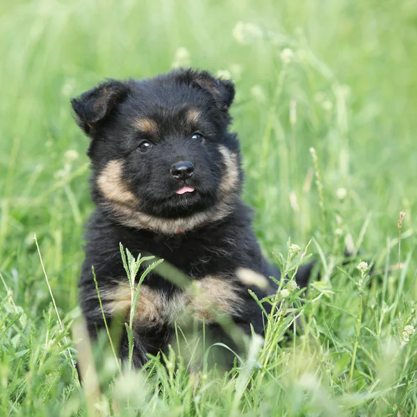 Hermoso cachorro de pastor bohemio —  Fotos de Stock