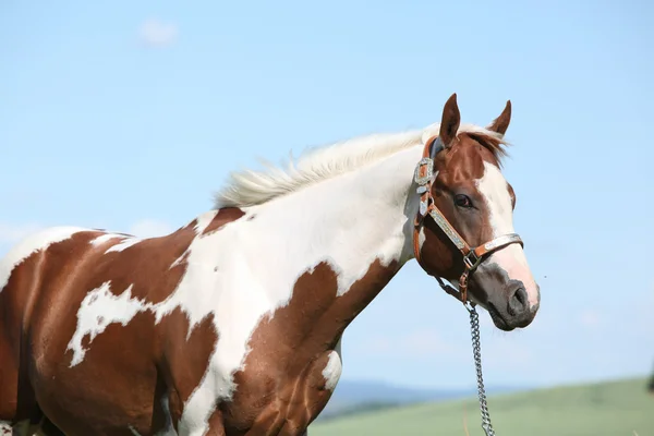 Portrait of nice paint horse in summer — Stock Photo, Image