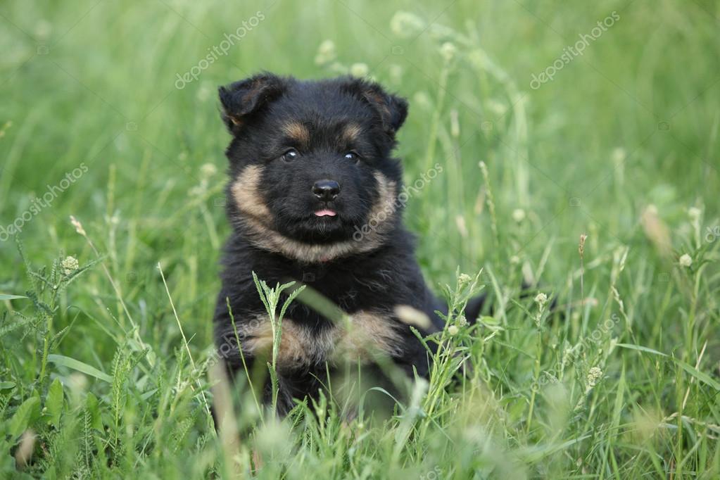 Magnifique Chiot De Berger De Bohême Photographie Zuzule
