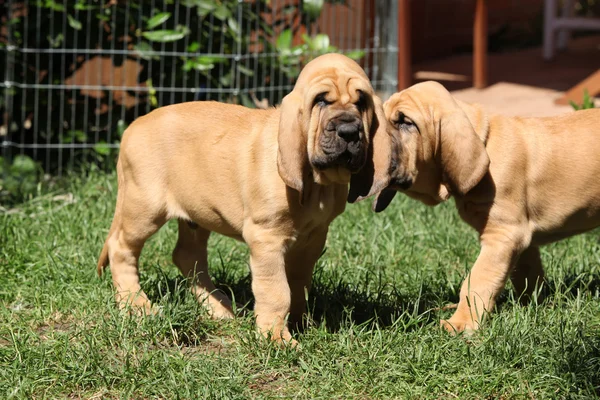 Bonitos cachorros sabuesos —  Fotos de Stock