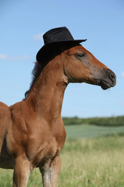 Puledro incredibile con cappello su pascolo — Foto Stock