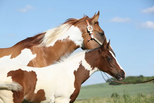 Paint horse klisna s její hříbě — Stock fotografie