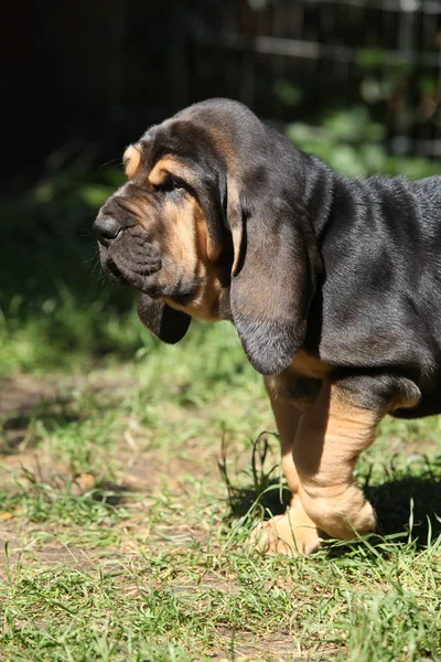 Nice bloodhound цуценя — стокове фото